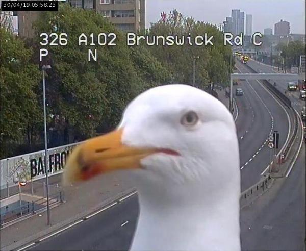 海鷗多次亂入交通監視器 倫敦交通局幽默回應：感謝新同事的幫忙！