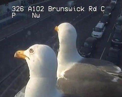 海鷗多次亂入交通監視器 倫敦交通局幽默回應:感謝新同事的幫忙!