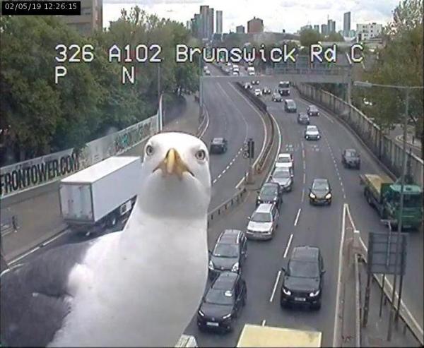 海鷗多次亂入交通監視器 倫敦交通局幽默回應：感謝新同事的幫忙！