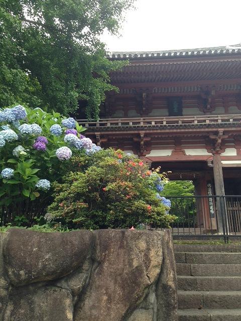 7大人氣關西大阪賞繡球花景點 萬博紀念公園/紫陽花寺長慶寺/夢幻繡球花池 
