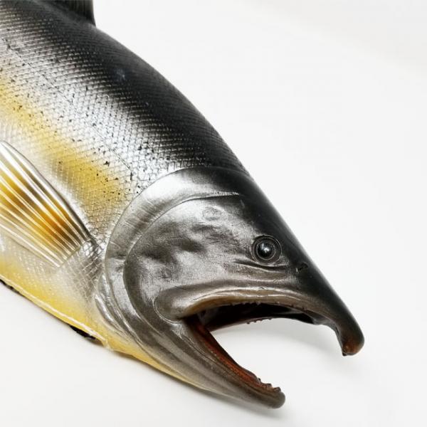 將原條三文魚帶出街！ 北海道三文魚專門店推出獵奇小袋