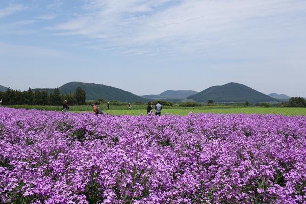 韓國濟州全國唯一紫色油菜花田 期間限定2星期！