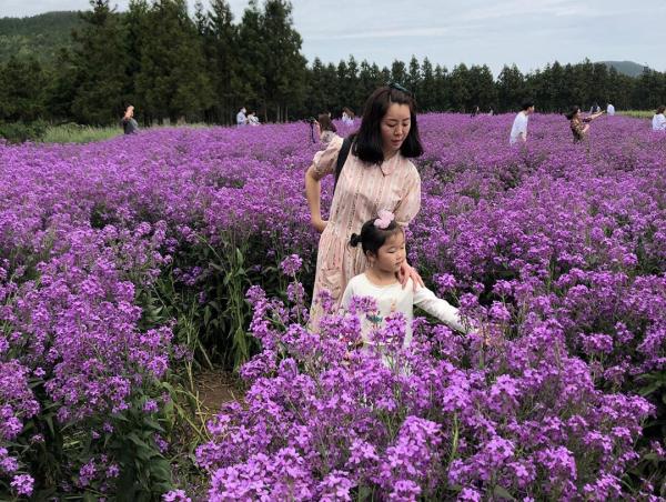 韓國濟州全國唯一紫色油菜花田 期間限定2星期！