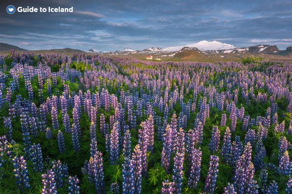 除了到火山探險還可賞花！ 冰島夏天限定魯冰花美景