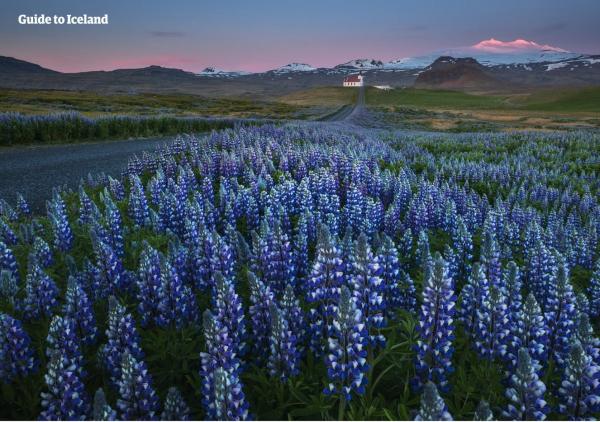 除了到火山探險還可賞花！ 冰島夏天限定魯冰花美景