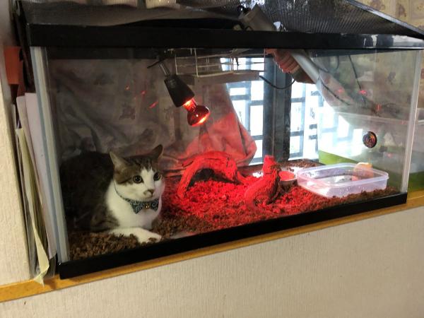 貓貓闖入水缸與蜥蜴同居 主人無奈表示：這不是你睡覺的地方吧！