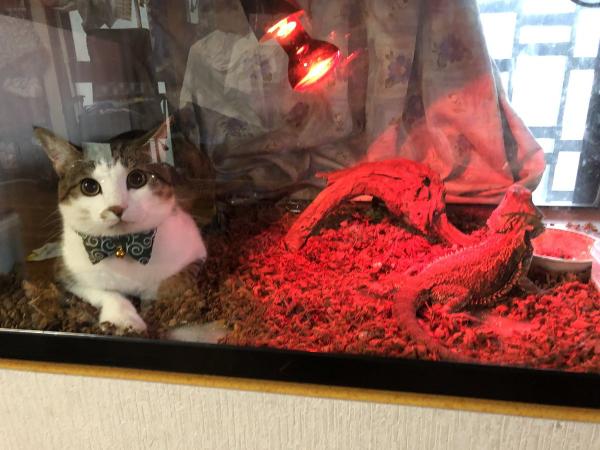 貓貓闖入水缸與蜥蜴同居 主人無奈表示：這不是你睡覺的地方吧！
