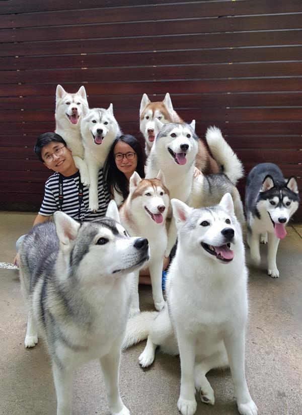 曼谷治癒系狗狗Cafe 超過20隻雪橇犬將你包圍！