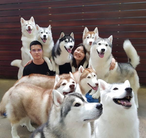 曼谷治癒系狗狗Cafe 超過20隻雪橇犬將你包圍！