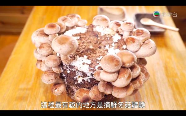 重溫周遊關西第十集行程景點! 銘柄豚嘗味對比/刺繡手信/味噌專門店