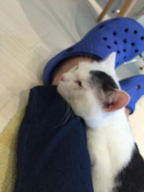 日本流傳都市傳說一招征服貓貓 穿著GU牛仔褲就能使貓貓對你瘋狂撒嬌？