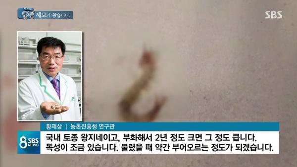 韓國準夫婦入住高級度假村過大禮 新娘被有毒蜈蚣鑽入耳道！