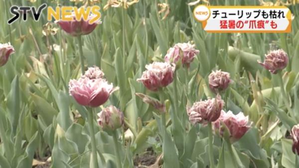 31年來首見！ 日本5月超高溫導致北海道10萬棵鬱金香枯死