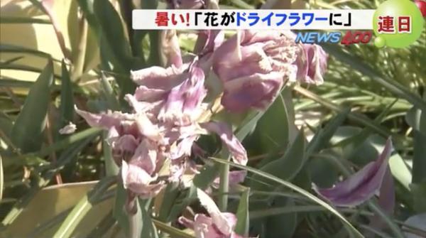 31年來首見！ 日本5月超高溫導致北海道10萬棵鬱金香枯死