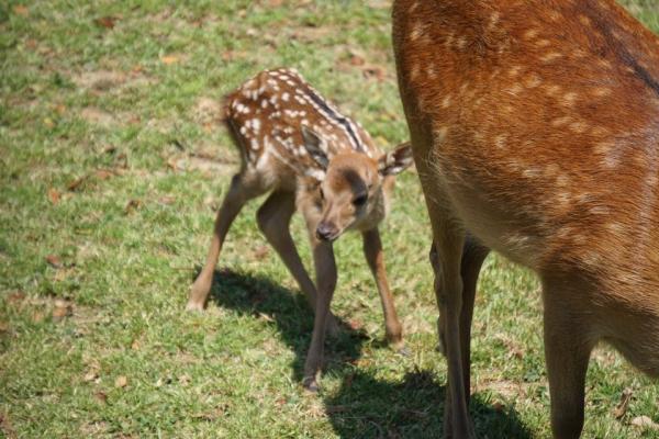日本奈良護鹿團體呼籲遊客別摸幼鹿 沾染人類氣味或令鹿媽媽棄養孩子