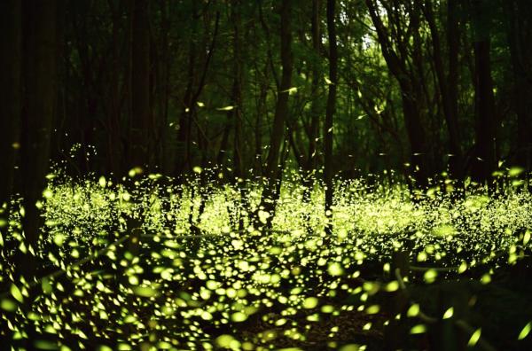 夏日限定濟州螢火蟲慶典 過萬隻螢火蟲漫天飛舞！