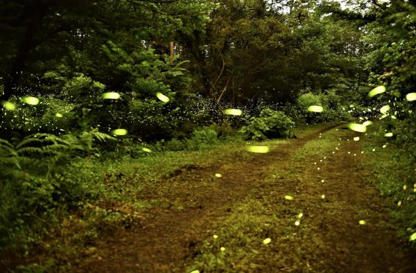 夏日限定濟州螢火蟲慶典 過萬隻螢火蟲漫天飛舞！