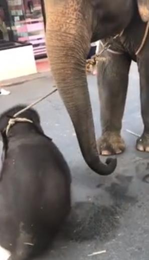 泰國芭堤雅象媽媽載遊客 小象陪遊疑不敵40℃高溫累透倒地