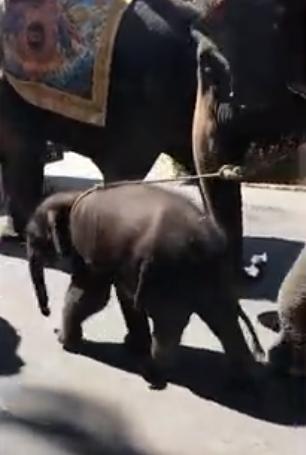 泰國芭堤雅象媽媽載遊客 小象陪遊疑不敵40℃高溫累透倒地