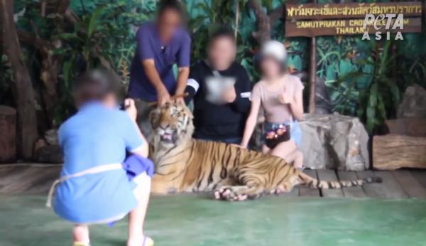 動保團體揭泰國動物園虐待動物 飼養員用針刺小象強迫表演取悅遊客
