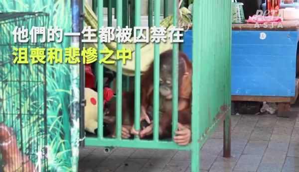動保團體揭泰國動物園虐待動物 飼養員用針刺小象強迫表演取悅遊客