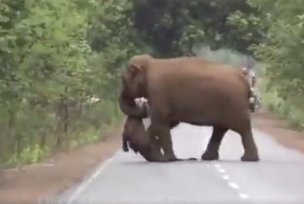 印度象群為逝世小象舉辦葬禮令人動容 網民：這是刻意展示給人類看嗎？