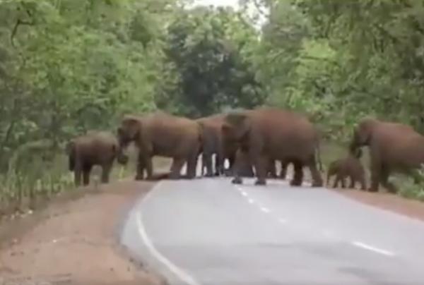 印度象群為逝世小象舉辦葬禮令人動容 網民：這是刻意展示給人類看嗎？