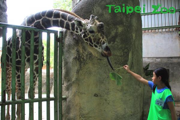 台北/台中家庭親子遊15大景點推介 臺北市立動物園 地址﹕臺北市文山區新光路二段30號 開放時間﹕園區步道 09:00 - 17:00 (16:00 停止入園) / 動物展示 09:00 - 16:3