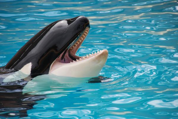 加拿大通過解放海豚鯨魚法案 禁止圈養表演違例罰過百萬港元