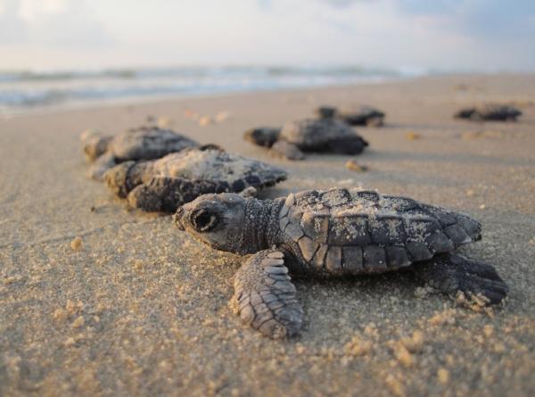 木棍猛戳兼赤腳猛踩海龜巢！ 中國旅客破壞海龜巢穴保護區被捕