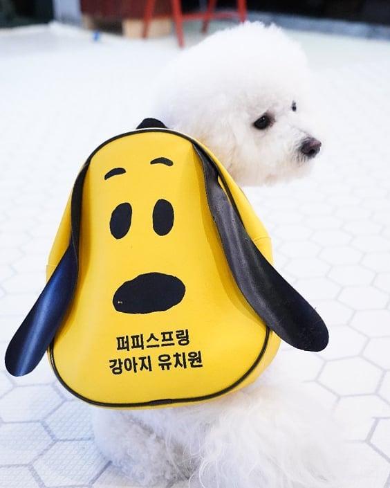 韓國知名狗狗幼稚園 集體午睡超可愛！