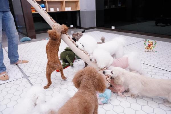 韓國知名狗狗幼稚園 集體午睡超可愛！