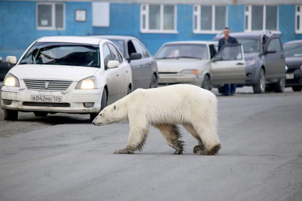 據稱有人在6月中旬在俄羅斯西伯利亞的北部城鎮諾里爾斯克（Norilsk）市內，目擊一隻北極熊在街頭出現，不顧危險在車路中穿梭。牠身形瘦削，樣子相當虛弱，行動緩慢，又在廢墟及垃圾堆中遊走，有時候會四處嗅