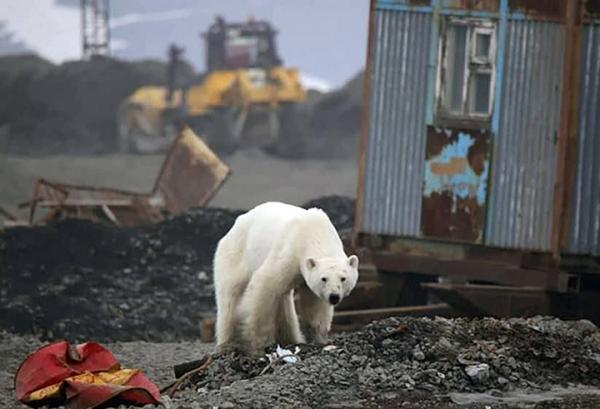 全球暖化問題日益加劇，溫室氣體大量排放加速南北極冰層融化，嚴重影響當地動物的棲息，導致牠們為求生存要不斷遷移至遠方覓食。近日一隻北極熊被發現由棲息地走過1,500公里到達俄羅斯，拖着疲倦的身軀穿梭於馬