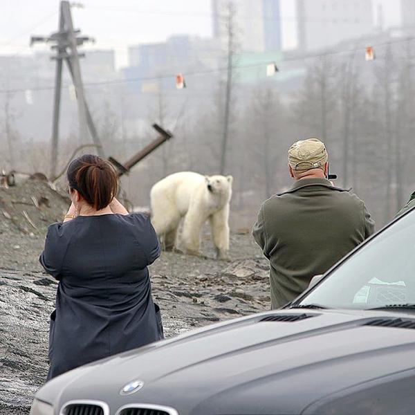 當地緊急部門人員及警方現正進行遠距離觀察，因為北極熊被列為瀕臨絕種動物，需要小心處理。他們將等候專家到達當地後，再決定是送返至原居地或由動物園接收。