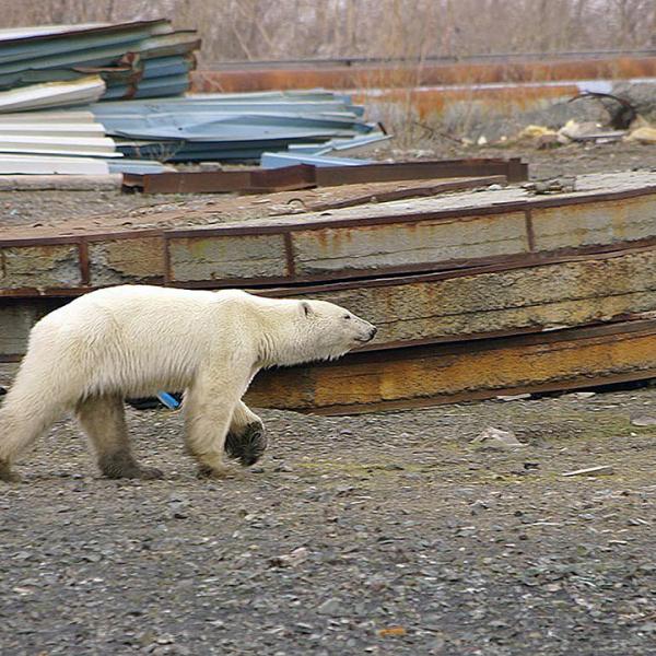 野生生物專家表示，這隻北極熊淚眼汪汪，對周圍人類的接近沒有反應，明顯已有視力問題，認為牠可能是迷路。
