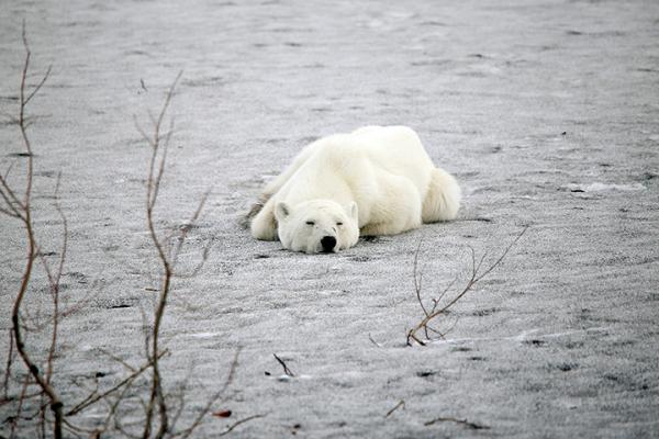 當地居民謂這是第二次有北極熊出現在市內，距離上次已經超過40年。
