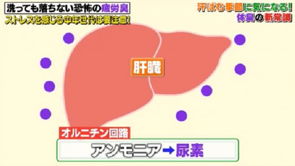 夏日出遊易出汗怕有體臭問題？ 日本專家講解4大體臭原因+解決方法