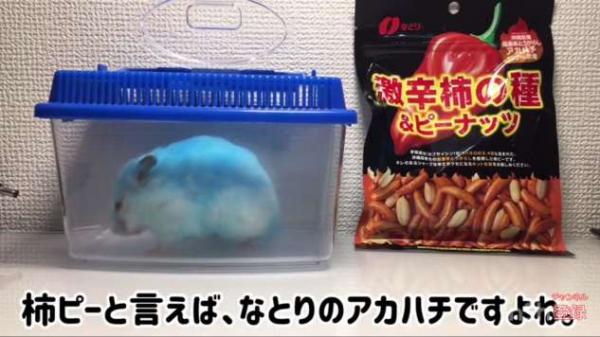 日本YouTuber上載虐待倉鼠影片 強行將毛色染藍惹2萬網民聲討