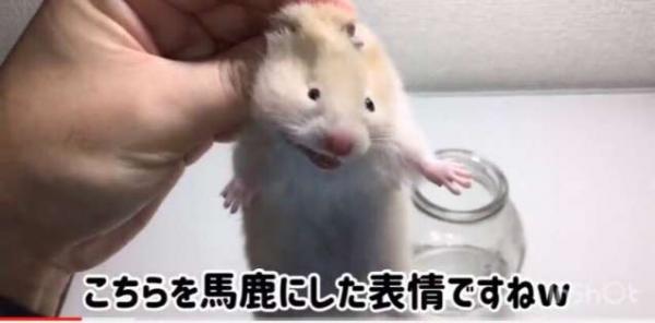 日本YouTuber上載虐待倉鼠影片 強行將毛色染藍惹2萬網民聲討