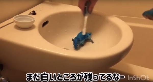 日本YouTuber上載虐待倉鼠影片 強行將毛色染藍惹2萬網民聲討