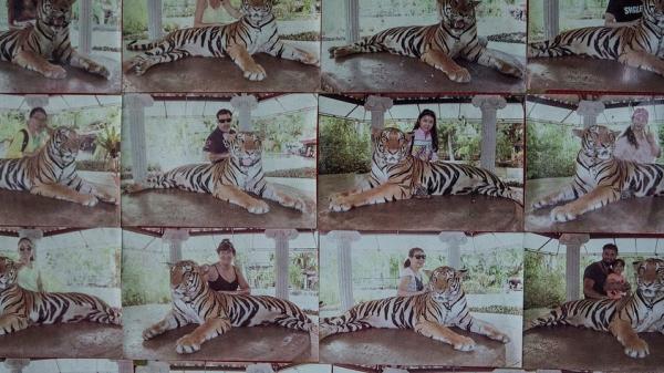 泰國動物園老虎栓短鐵鏈供遊客拍照 官方調查：無證據顯示園方虐待動物