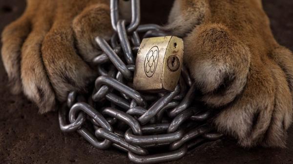 泰國動物園老虎栓短鐵鏈供遊客拍照 官方調查：無證據顯示園方虐待動物
