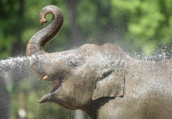 連德國柏林動物園的大象亦因太熱要訓練員噴水消暑。