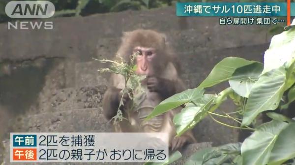 沖繩動物園14隻猴子集體逃走 趁職員不為意自己拎鎖匙開鎖