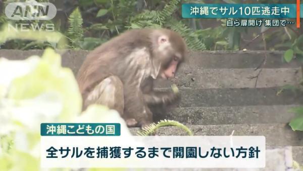 沖繩動物園14隻猴子集體逃走 趁職員不為意自己拎鎖匙開鎖