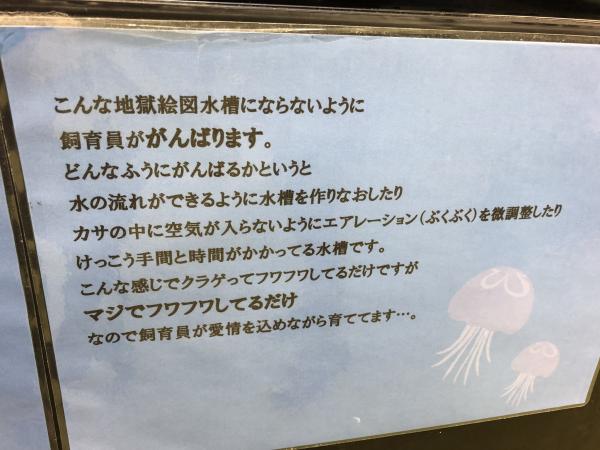 看到水母療癒飄浮泳姿全靠他們！ 日本網民揭水族館飼養員背後努力