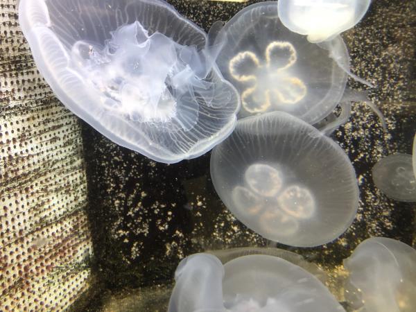 看到水母療癒飄浮泳姿全靠他們！ 日本網民揭水族館飼養員背後努力
