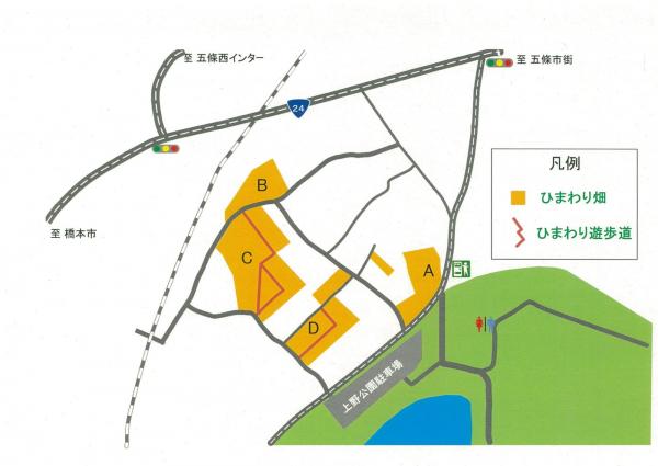 大阪、奈良等關西地區7大向日葵花田推介 上野町ひまわり園
