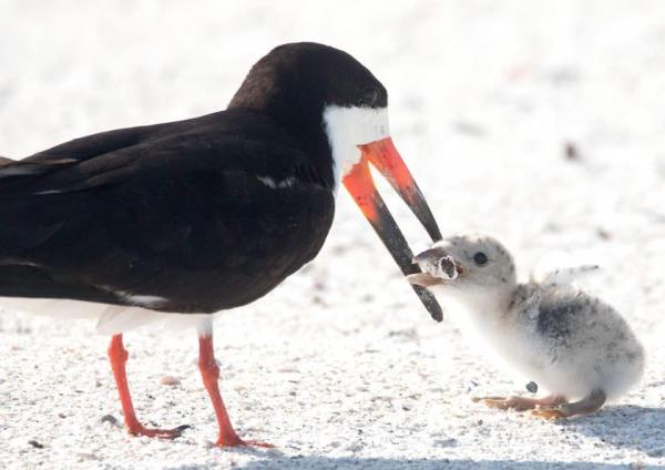 剪嘴鷗誤當煙頭為食物餵幼鳥 美國攝影師拍下心痛一刻：別再亂拋垃圾！